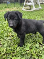 Rocco- Orange Collar Boy, a male German Shepherd Dog for sale in Mexico, MO – 4 of 10