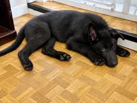 Stone- Beige Collar Boy , a male German Shepherd Dog for sale in Mexico, MO – 2 of 3