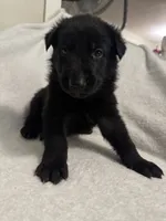 Onyx- Black Collar Boy , a male German Shepherd Dog for sale in Mexico, MO – 10 of 10