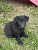 Rocco- Orange Collar Boy, a male German Shepherd Dog for sale in Mexico, MO – 8 of 10