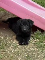 Rocco- Orange Collar Boy, a male German Shepherd Dog for sale in Mexico, MO – 5 of 10