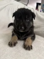 Jet, a male German Shepherd Dog for sale in Mexico, MO – 8 of 10
