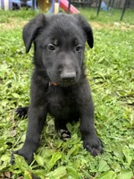 Rocco- Orange Collar Boy, a male German Shepherd Dog for sale in Mexico, MO – 3 of 10