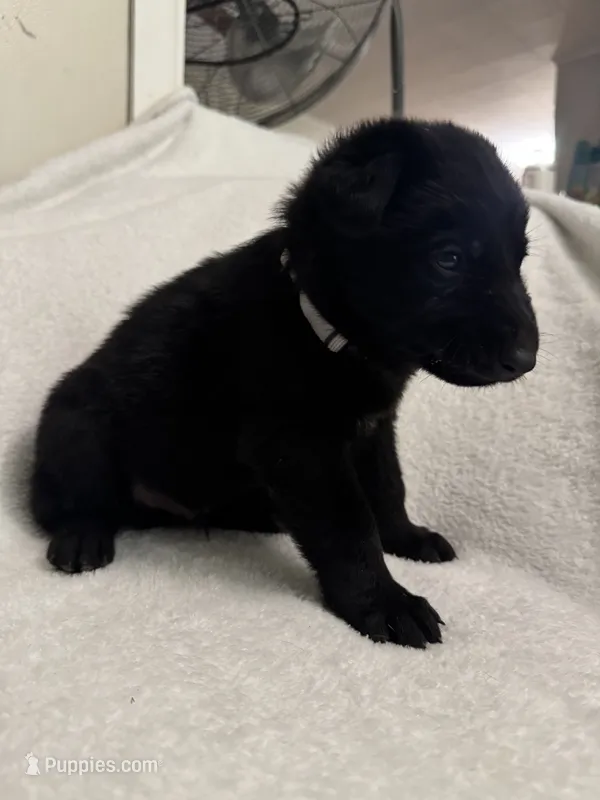 Slate- Grey Collar Boy – German Shepherd Dog puppy for sale in Mexico, MO
