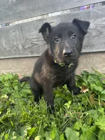 Jasper- Green Collar Boy, a male German Shepherd Dog for sale in Mexico, MO – 8 of 10
