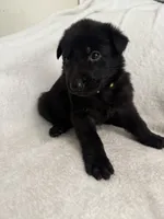 Gemma-Yellow Collar Girl, a female German Shepherd Dog for sale in Mexico, MO – 6 of 10