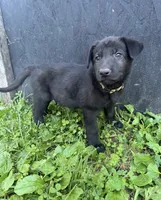 Gemma-Yellow Collar Girl, a female German Shepherd Dog for sale in Mexico, MO – 3 of 9