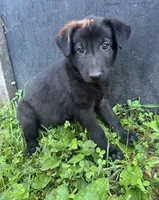 Gemma-Yellow Collar Girl, a female German Shepherd Dog for sale in Mexico, MO – 4 of 9