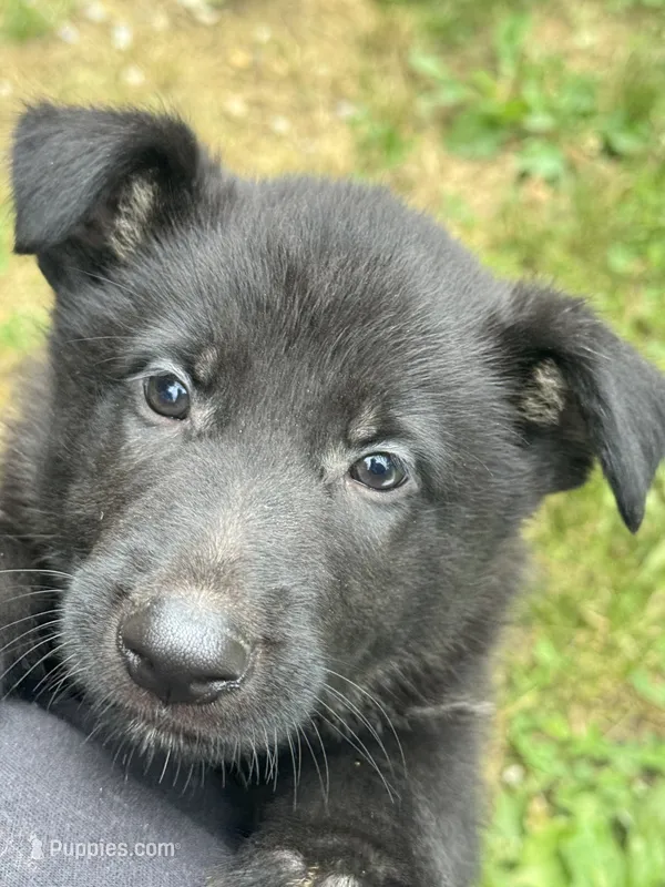 Onyx- Black Collar Boy  – German Shepherd Dog puppy for sale in Mexico, MO