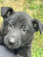 Onyx- Black Collar Boy , a male German Shepherd Dog for sale in Mexico, MO – 1 of 6