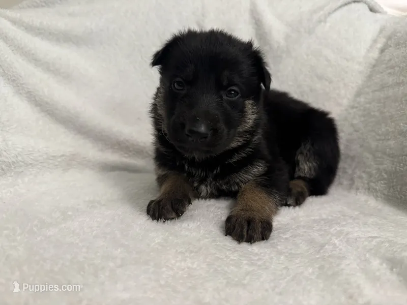 Diamond – German Shepherd Dog puppy on hold in Mexico, MO