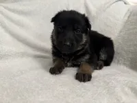 Diamond, a female German Shepherd Dog for sale in Mexico, MO – 1 of 6