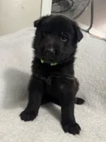 Jasper- Green Collar Boy, a male German Shepherd Dog for sale in Mexico, MO – 3 of 8