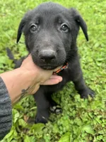 Rocco- Orange Collar Boy, a male German Shepherd Dog for sale in Mexico, MO – 2 of 10