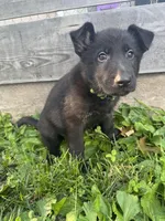 Jasper- Green Collar Boy, a male German Shepherd Dog for sale in Mexico, MO – 9 of 10