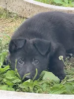 Jasper- Green Collar Boy, a male German Shepherd Dog for sale in Mexico, MO – 4 of 10