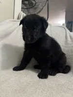 Onyx- Black Collar Boy , a male German Shepherd Dog for sale in Mexico, MO – 8 of 10