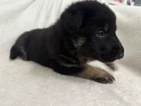 Jet, a male German Shepherd Dog for sale in Mexico, MO – 1 of 10