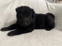 Stone- Beige Collar Boy , a male German Shepherd Dog for sale in Mexico, MO – 4 of 10