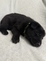 Jasper- Green Collar Boy, a male German Shepherd Dog for sale in Mexico, MO – 4 of 8