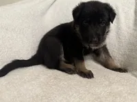 Cole- Blue Collar Boy, a male German Shepherd Dog for sale in Mexico, MO – 5 of 10