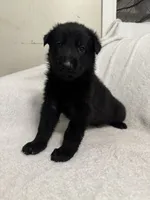 Onyx- Black Collar Boy , a male German Shepherd Dog for sale in Mexico, MO – 3 of 10