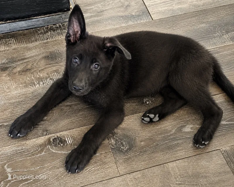 Stone- Beige Collar Boy  – German Shepherd Dog puppy for sale in Mexico, MO