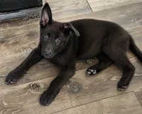 Stone- Beige Collar Boy , a male German Shepherd Dog for sale in Mexico, MO – 1 of 3