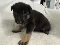 Jet, a male German Shepherd Dog for sale in Mexico, MO – 10 of 10