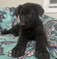 Onyx- Black Collar Boy , a male German Shepherd Dog for sale in Mexico, MO – 2 of 6