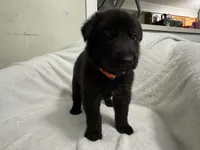 Rocco- Orange Collar Boy, a male German Shepherd Dog for sale in Mexico, MO – 1 of 2