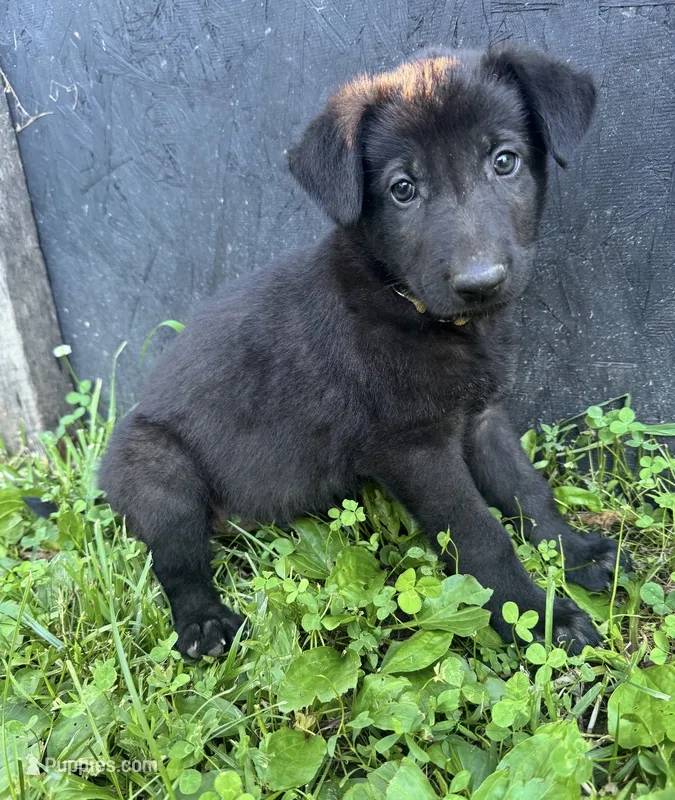 Gemma-Yellow Collar Girl – German Shepherd Dog puppy on hold in Mexico, MO