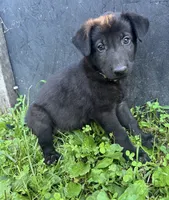 Gemma-Yellow Collar Girl, a female German Shepherd Dog for sale in Mexico, MO – 1 of 9