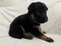 Diamond, a female German Shepherd Dog for sale in Mexico, MO – 6 of 6