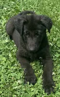 Gemma-Yellow Collar Girl, a female German Shepherd Dog for sale in Mexico, MO – 8 of 9