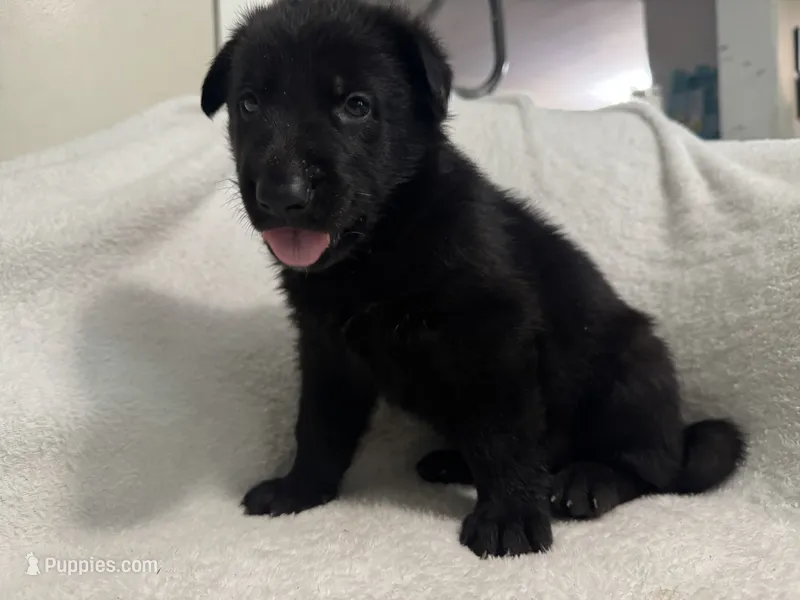 Onyx- Black Collar Boy  – German Shepherd Dog puppy for sale in Mexico, MO