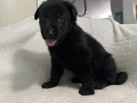 Onyx- Black Collar Boy , a male German Shepherd Dog for sale in Mexico, MO – 1 of 10