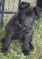 Jasper- Green Collar Boy, a male German Shepherd Dog for sale in Mexico, MO – 2 of 10