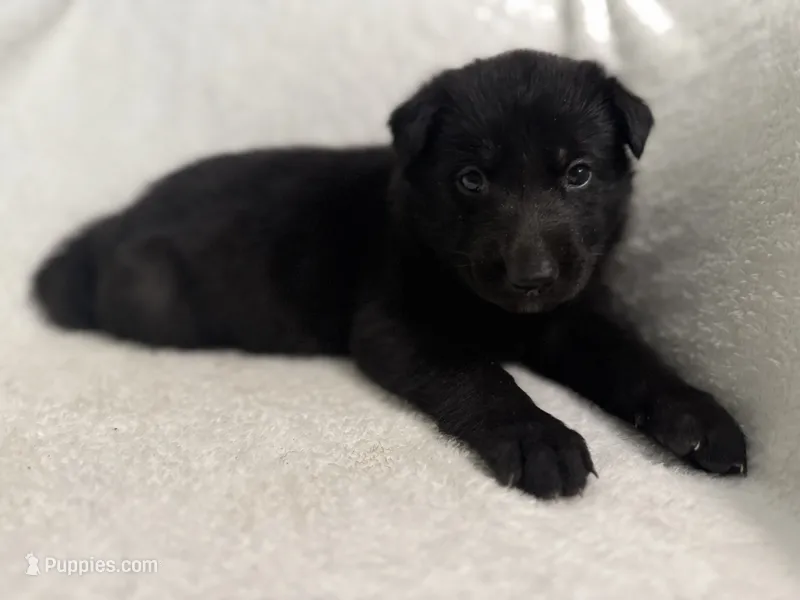 Jade-Purple Collar Girl – German Shepherd Dog puppy for sale in Mexico, MO
