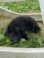 Jasper- Green Collar Boy, a male German Shepherd Dog for sale in Mexico, MO – 6 of 10