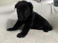 Onyx- Black Collar Boy , a male German Shepherd Dog for sale in Mexico, MO – 6 of 10