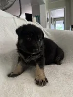 Jet, a male German Shepherd Dog for sale in Mexico, MO – 7 of 10