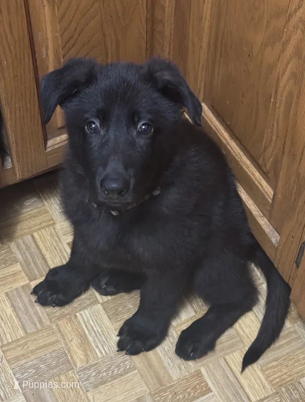 Stone- Beige Collar Boy  – German Shepherd Dog puppy for sale in Mexico, MO