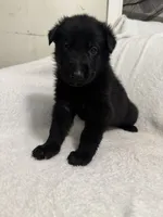 Onyx- Black Collar Boy , a male German Shepherd Dog for sale in Mexico, MO – 4 of 10
