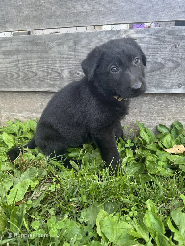 Slate- Grey Collar Boy – German Shepherd Dog puppy for sale in Mexico, MO