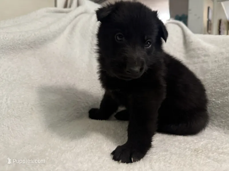 Stone- Beige Collar Boy  – German Shepherd Dog puppy for sale in Mexico, MO