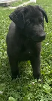 Gemma-Yellow Collar Girl, a female German Shepherd Dog for sale in Mexico, MO – 6 of 9