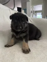 Jet, a male German Shepherd Dog for sale in Mexico, MO – 5 of 10