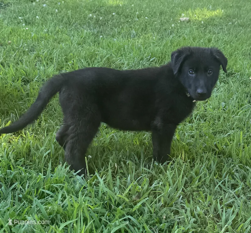 Slate- Grey Collar Boy – German Shepherd Dog puppy for sale in Mexico, MO