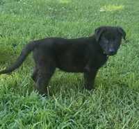 Slate- Grey Collar Boy, a male German Shepherd Dog for sale in Mexico, MO – 1 of 4
